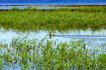 Wild duck swims in a natural pond in nature, in a pond overgrown with green grass. Beautiful summer landscape