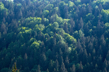 Naklejka na ściany i meble forest of green trees and fir trees in the mountains on a beautiful summer day