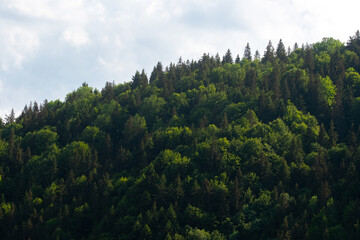 forest of green trees and fir trees in the mountains on a beautiful summer day