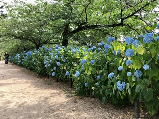 アジサイ　花畑　日本