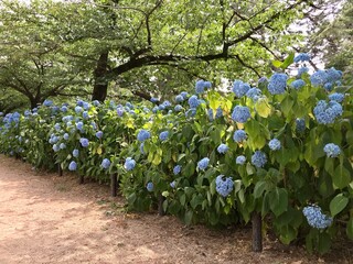 あじさい　梅雨　日本