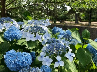 あじさい　日本　梅雨