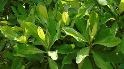 green leaves in the garden