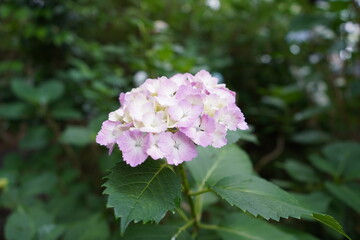 紫陽花　アジサイ　庭園　ガーデニング 　梅雨　花
