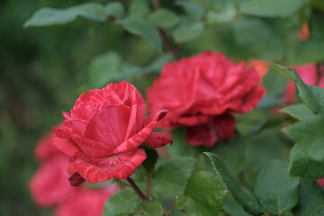 Roses in a city park
Floral background for web design.