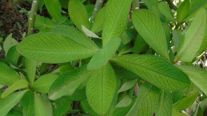 green leaves in the garden