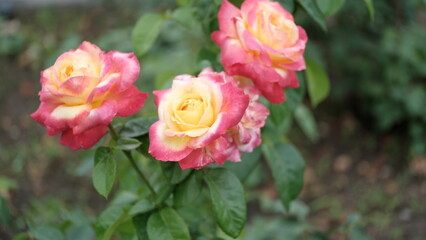 Roses in a city park
Floral background for web design.