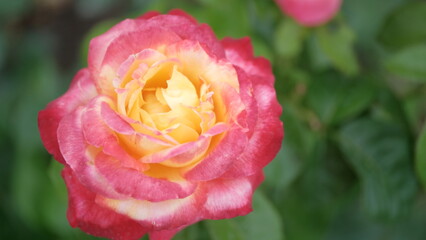 Roses in a city park
Floral background for web design.