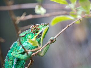 Caméléon Endormi 1