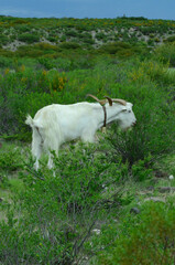 Obraz premium goat on the mountain