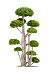 Bonsai tree in garden isolated on white background.