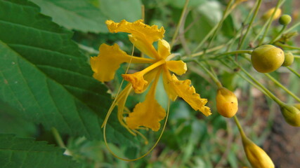 yellow flower on green background