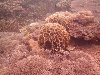 The coral reef area at Tioman island, Malaysia