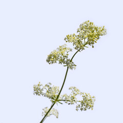 Stalk of a hedge bedstraw with small white flowerets, close-up isolated on a light background. Honey plant. Raster clipart for design