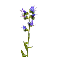 A stalk of a growing bruise ordinary (viper's bugloss), isolated on a white background. Wild borage closeup. Raster clipart of honey weed (Echium vulgare)