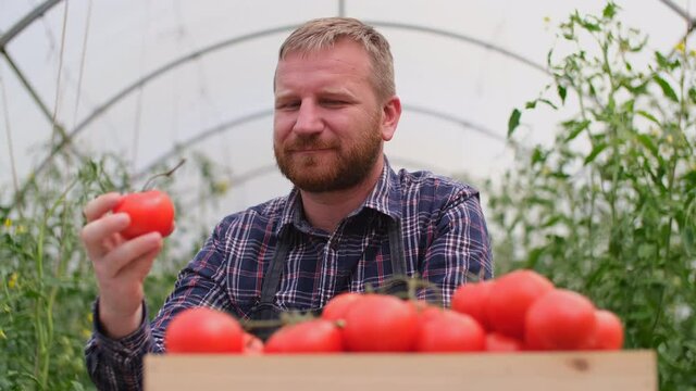 Farmer businessman, Growing tomatoes, Vegetable business, Greenhouse with tomatoes, Successful Farm Owner. Successful farmer businessman next to tomato harvest