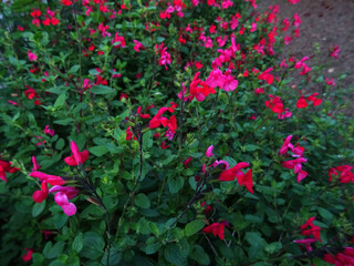 Fototapeta premium Fleurs rougs du jarin