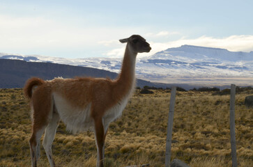 guanaco in the mountains