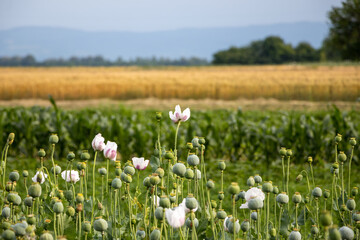 Papaver somniferum, commonly known as the opium poppy. Agricultural field in Serbia