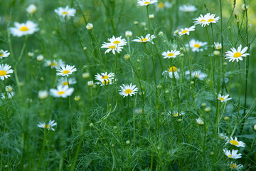 Chamomile flowers in a green meadow on a the sunny summer day