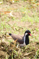 Asian lapwing bird in the field