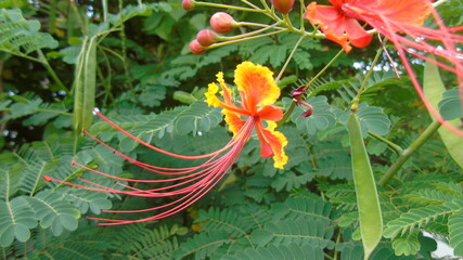 bird of paradise flower