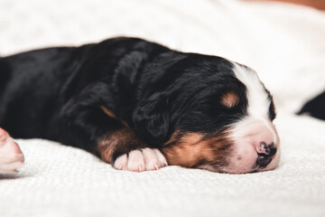Little puppy of Bernese Mountain Dog in bed. Cute animals