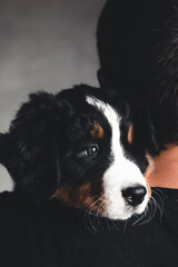 Young, Bernese Mountain Dog in the hands. Close-up, white isolated background.