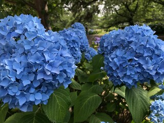 アジサイ　梅雨　日本