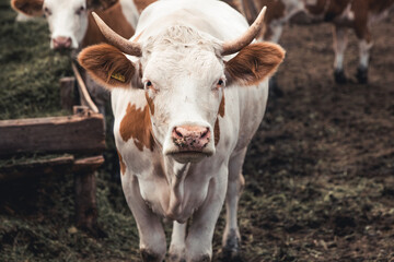 Cows on the form. Milk production. Household animals.