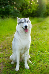 Siberian husky dog. Bright green trees and grass are on the background. Husky is sitting on the grass.
