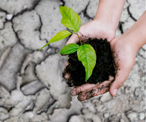 Selective focus on Little seedling in black soil on hand. Earth day concept