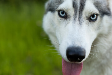 Muzzle gray colored dog Siberian husky breed with its tongue hanging out.