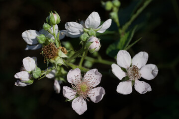 White flowers with petals and stamen of the Blackberry plant with black background