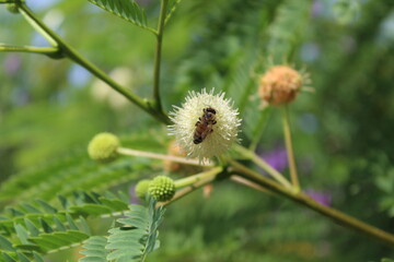 honey bee trying to eat