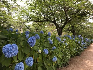 紫陽花　日本　梅雨