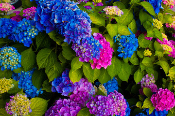 close up image of a Hydrangea macrophylla at full blossom. This decorative shrub, native to Japan, is grown all around the world and has blue, pink, purple flowers providing a scenic look