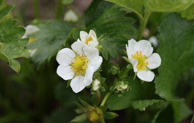 Flowering strawberry plants in the garden.
