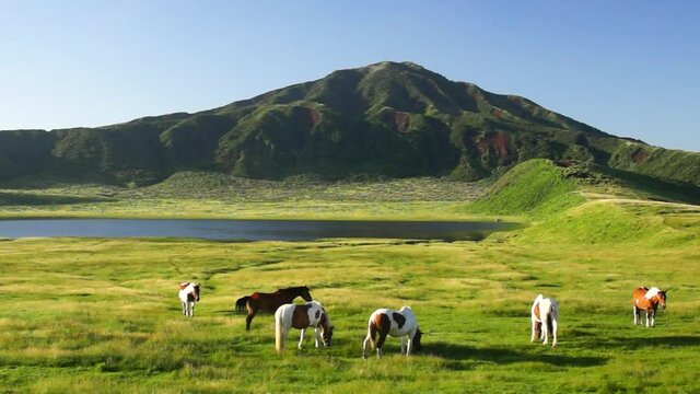 阿蘇草千里の馬