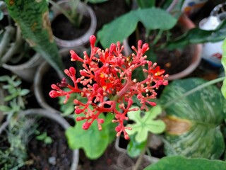 red and yellow flowers