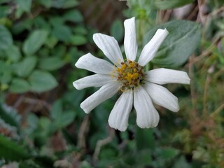 Obraz premium white daisy flower