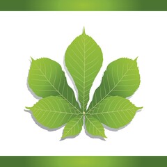 Common horse chestnut leaf