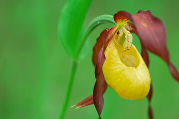 A wild orchid flower grows in the wild. Yellow flower on a green background.