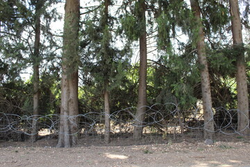 Fototapeta premium prison of nature