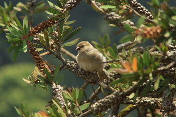 Fototapeta premium Bird