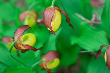 Wild orchid flowers grow in the wild. Yellow flowers on a green background, photo from above. Selective focus. Photo with shallow depth of field.