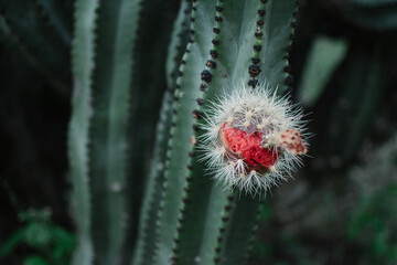 Pitayas en San Marcos
