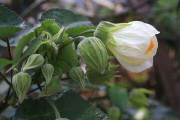 green and yellow flowers