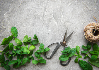 Fresh mint leaves © Olena Rudo