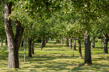 Young and old apple trees standing in precise rows in big garden plantation on sunny day